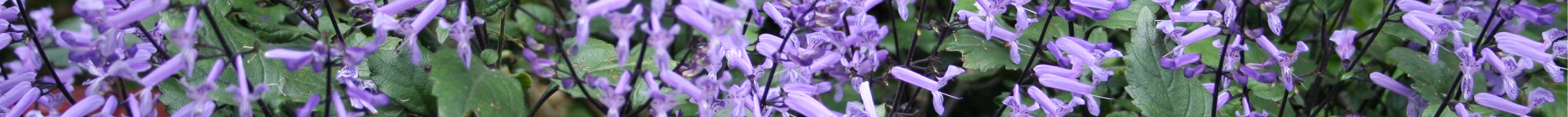 Plectranthus hybrida Mona Lavender PBR