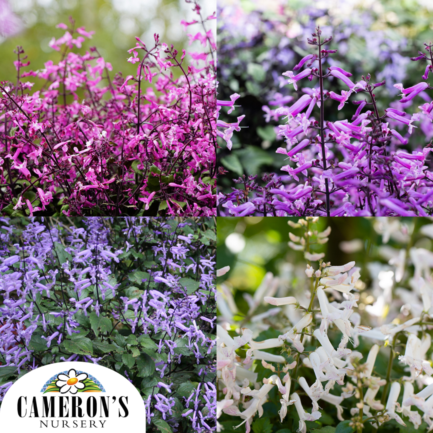 Plectranthus hybrida Mona Series