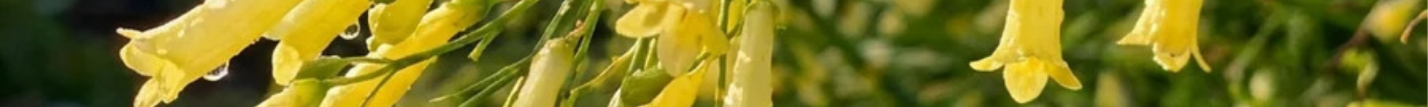 Russelia equisetiformis Falls Series (2)