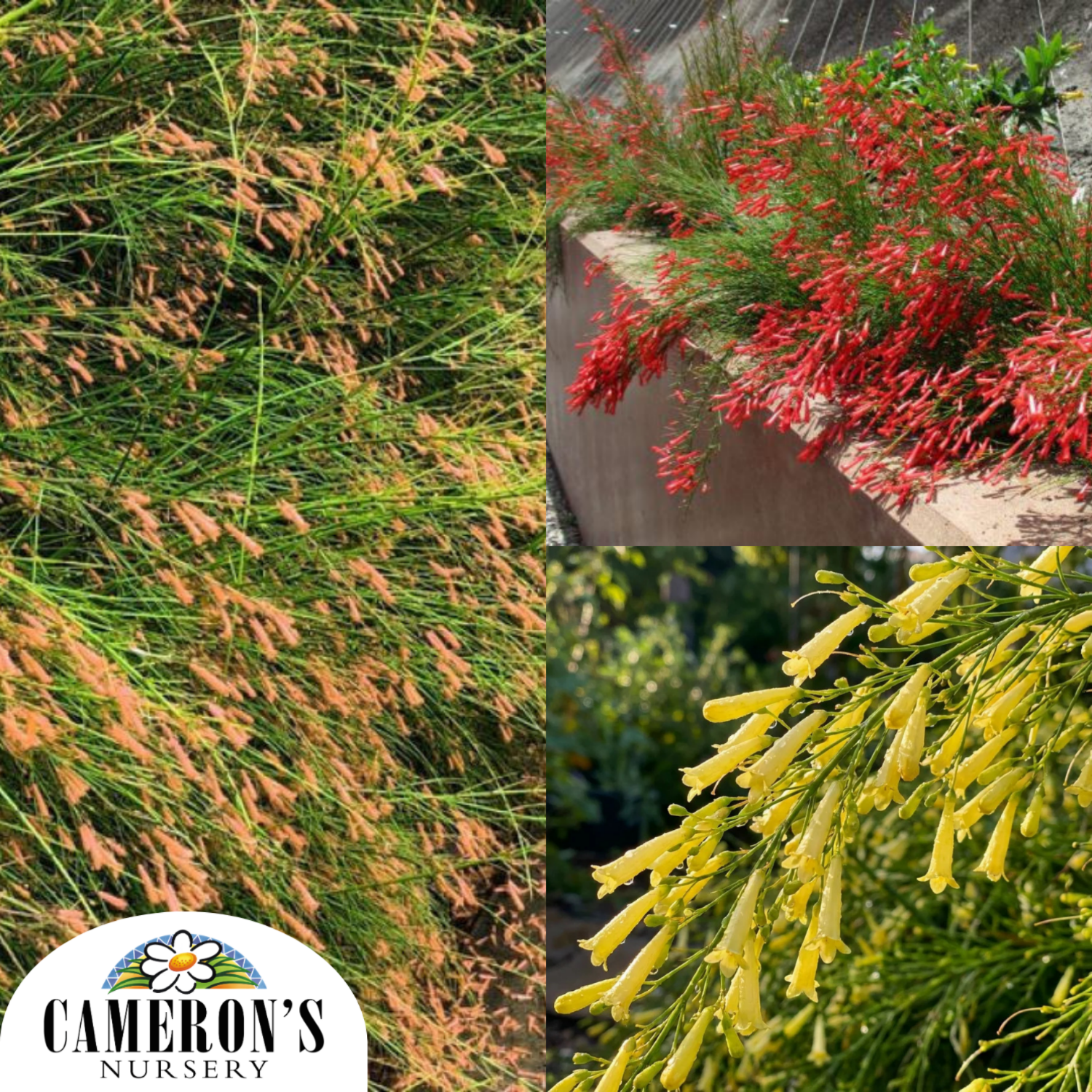 Russelia equisetiformis Falls Series