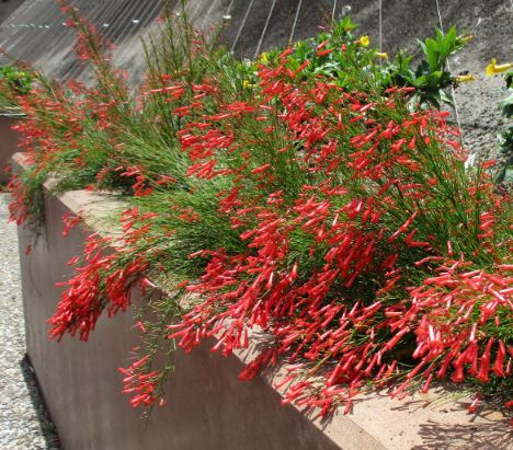 Russelia equisetiformis Ruby Falls