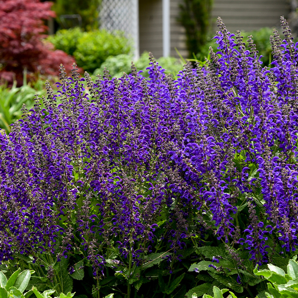 Salvia Fashionista Evening Attire