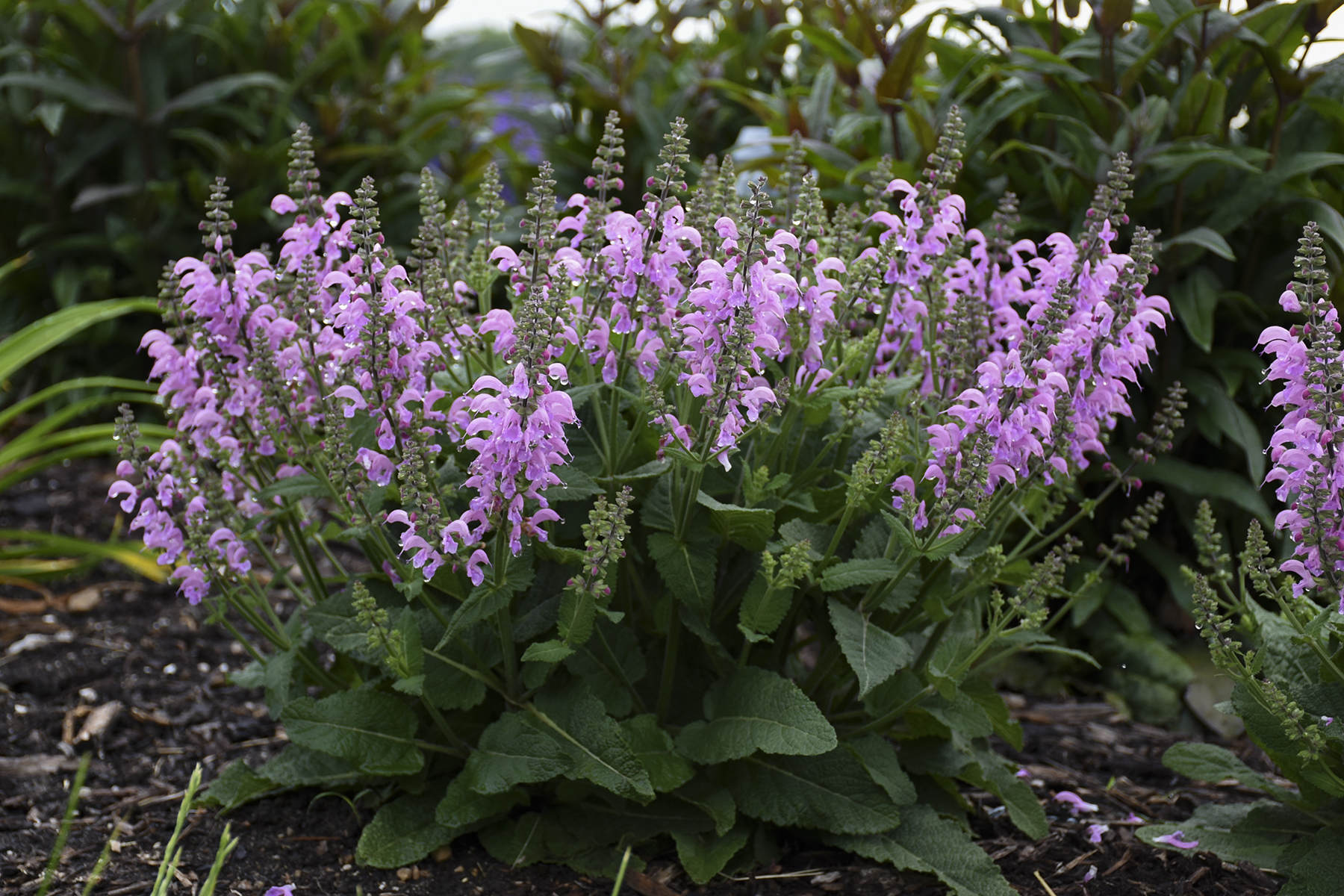 Salvia Pretty in Pink fp
