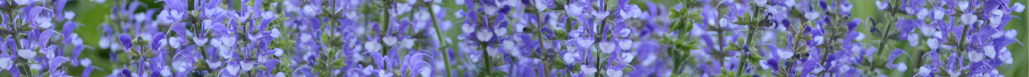 Salvia hybrid Fashionista Series (2)