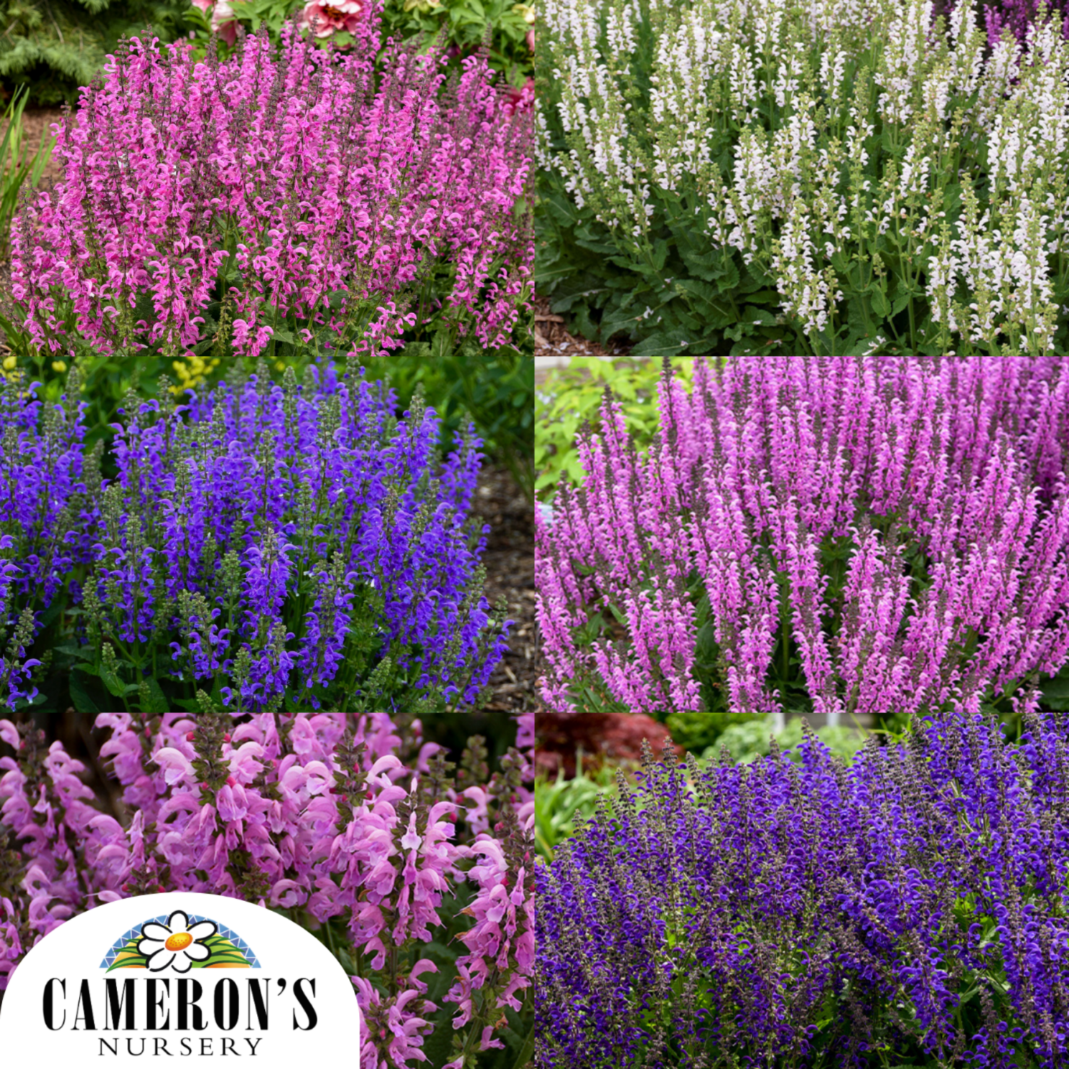 Salvia hybrid Fashionista Series