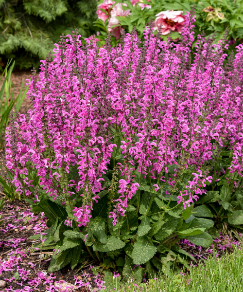 Salvia nemorosa x pratensis Fashionista 'Moulin Rouge'