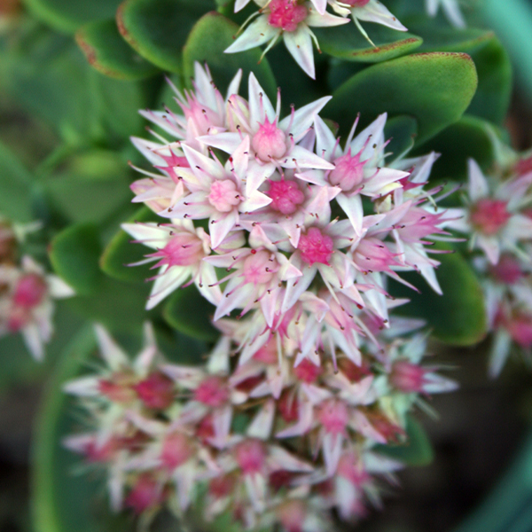 Sedum Pure Joy