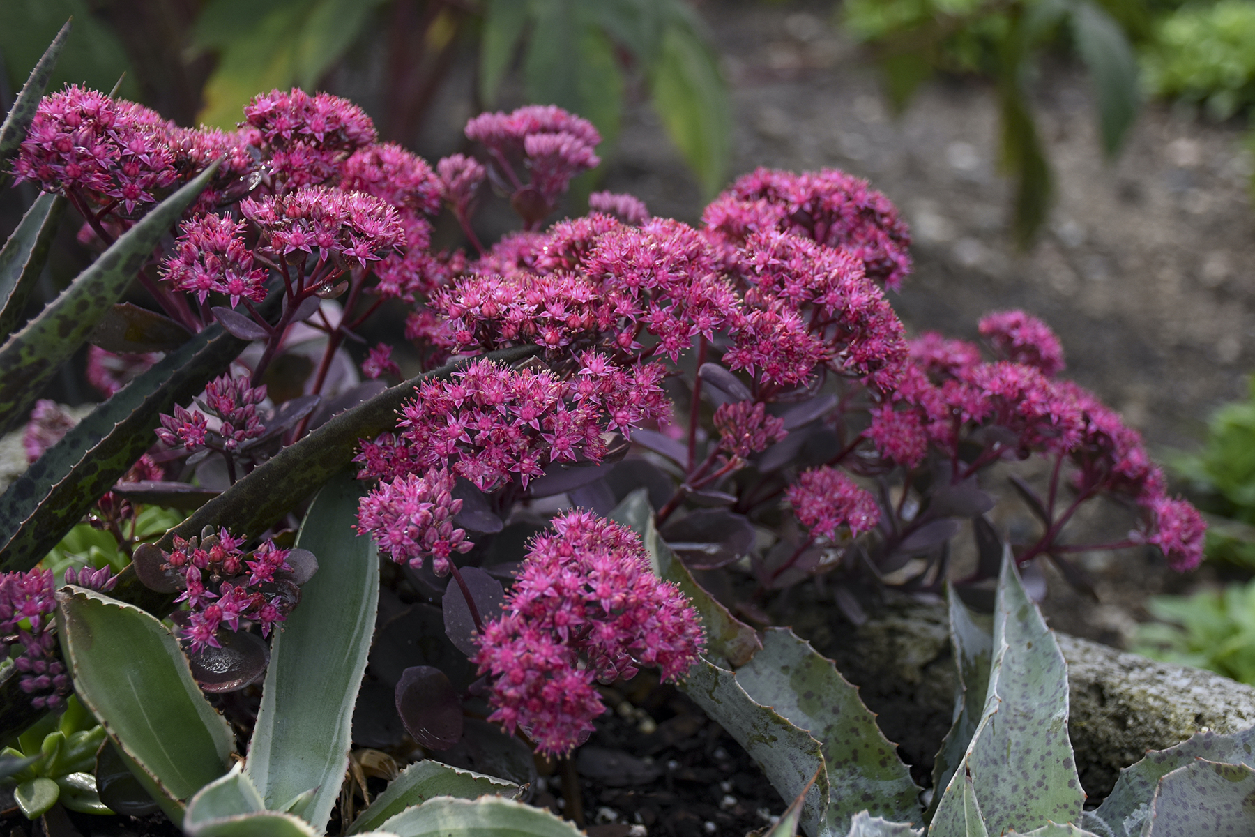 Sedum Superstar cu