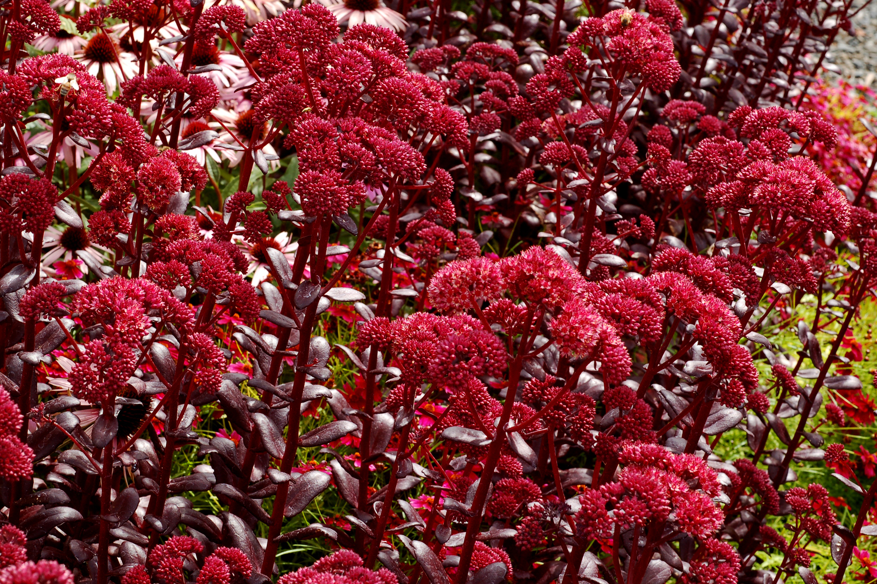 Sedum Touchdown Teak cu