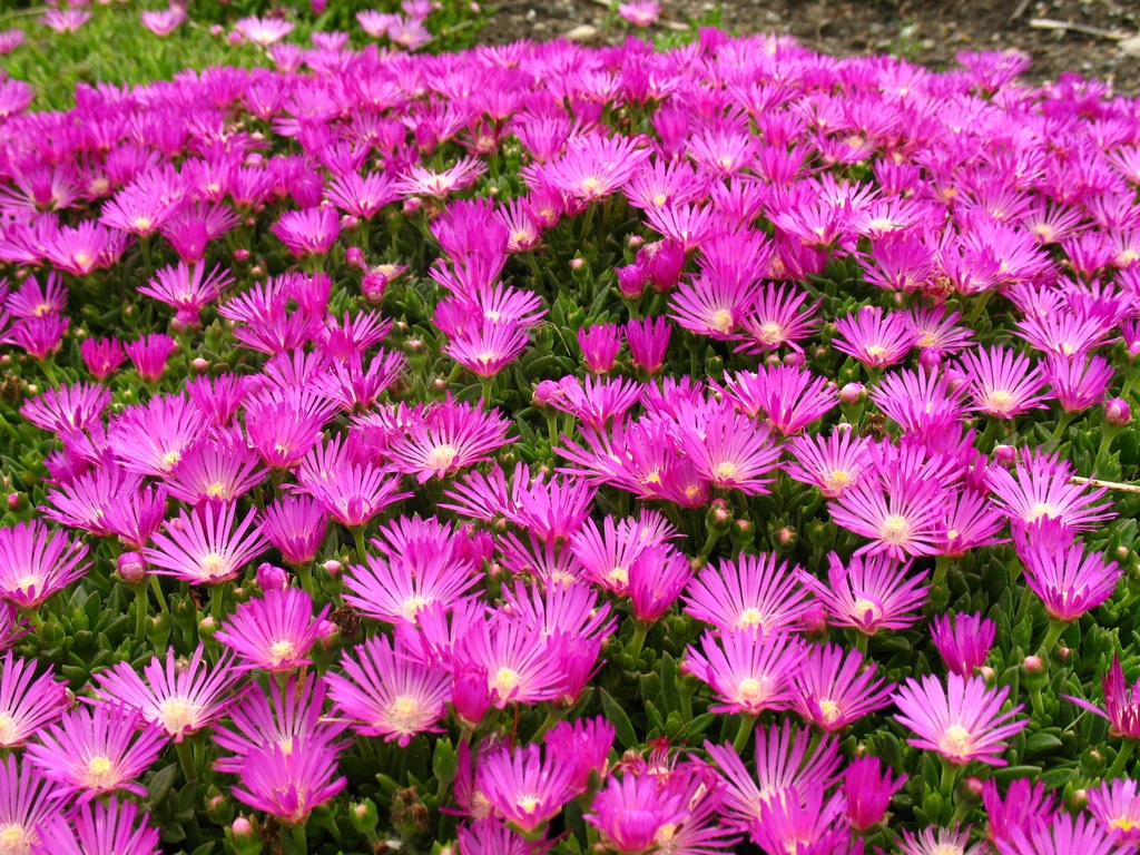 delosperma-cooperi-ice-plant