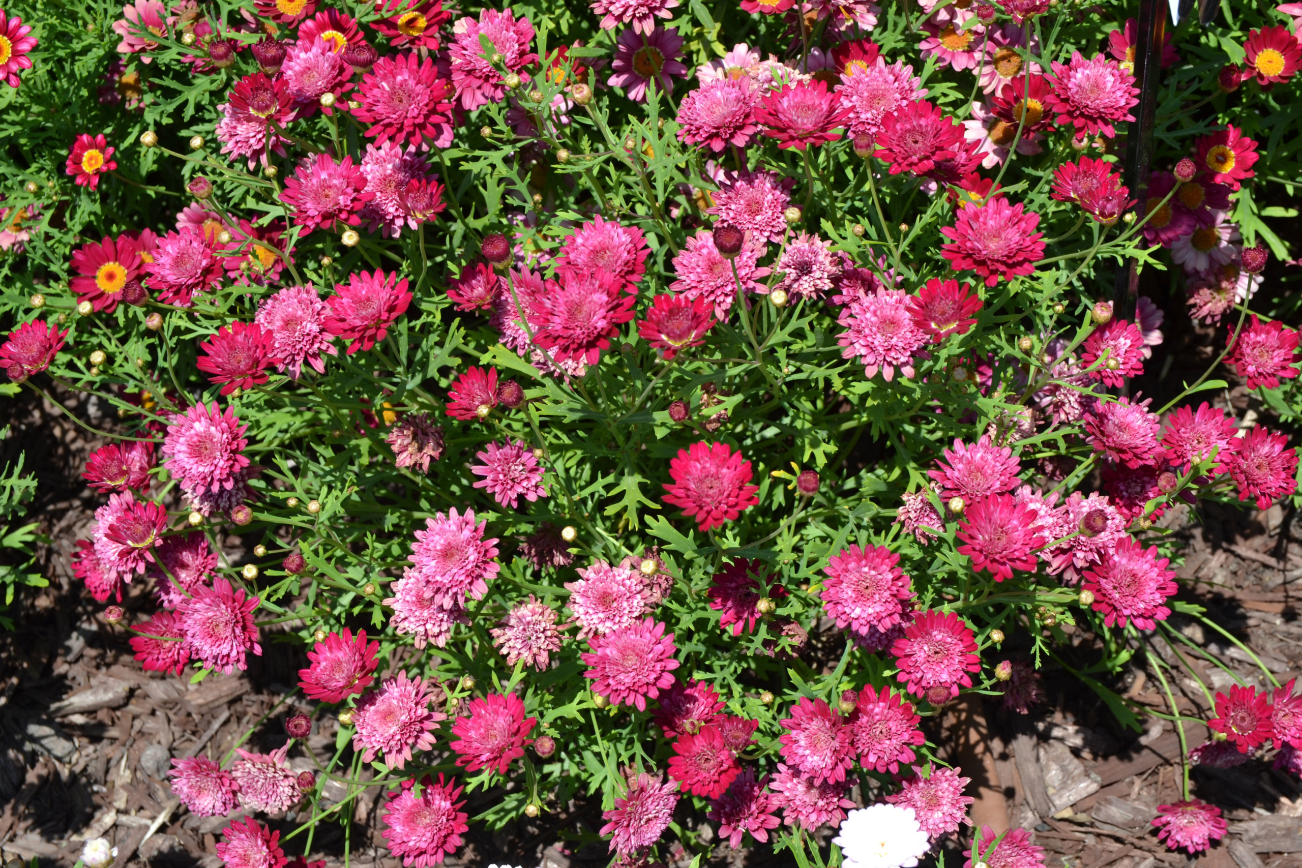 Argyranthemum Madeira Crested Merlot (2)