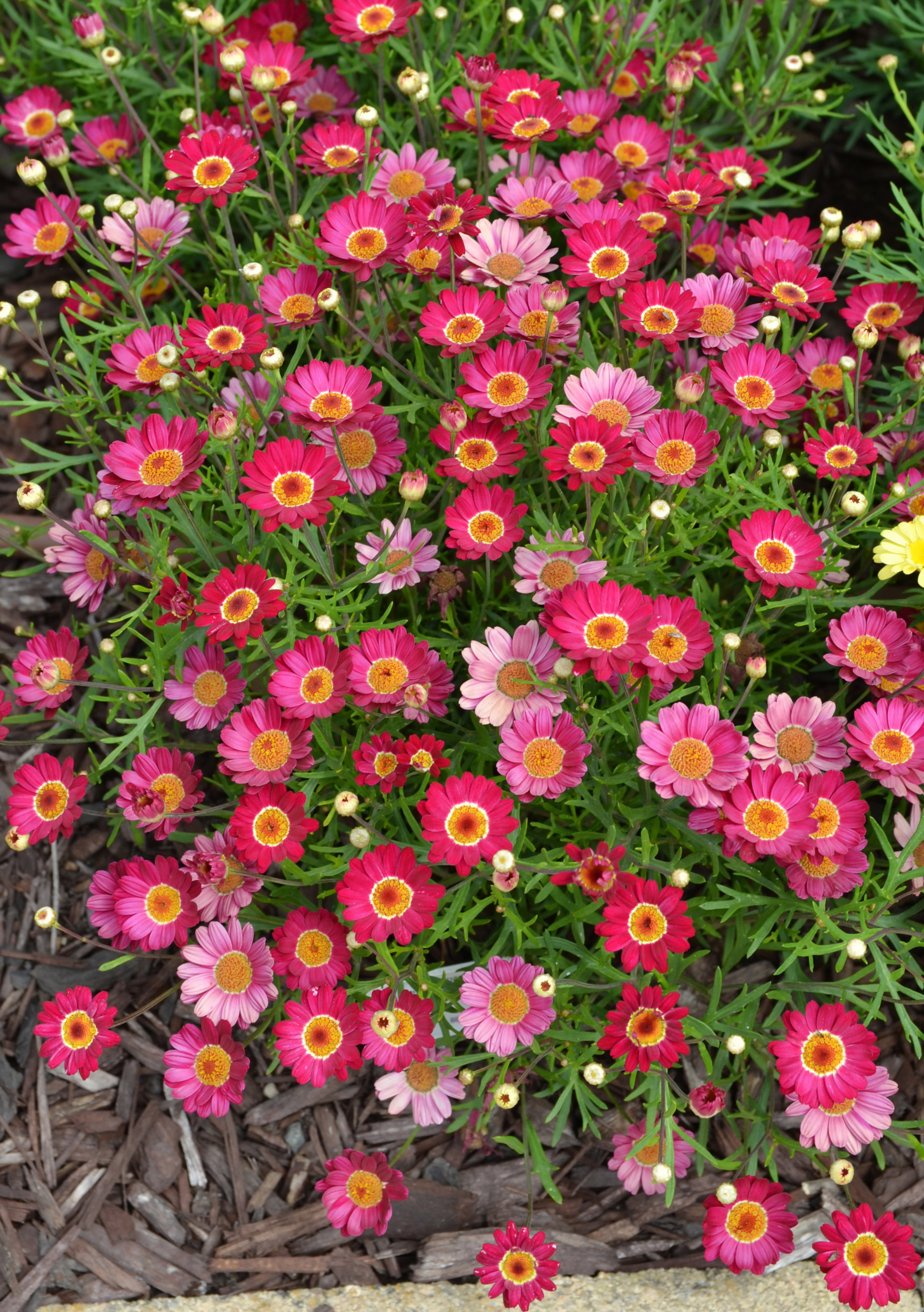 Argyranthemum Madeira Merlot (1)