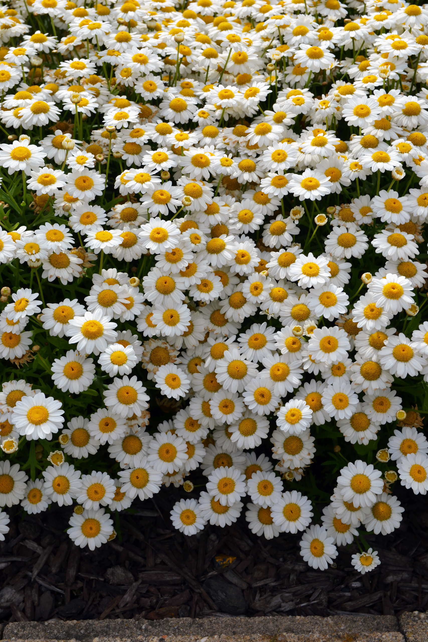 Argyranthemum Madeira White (1)