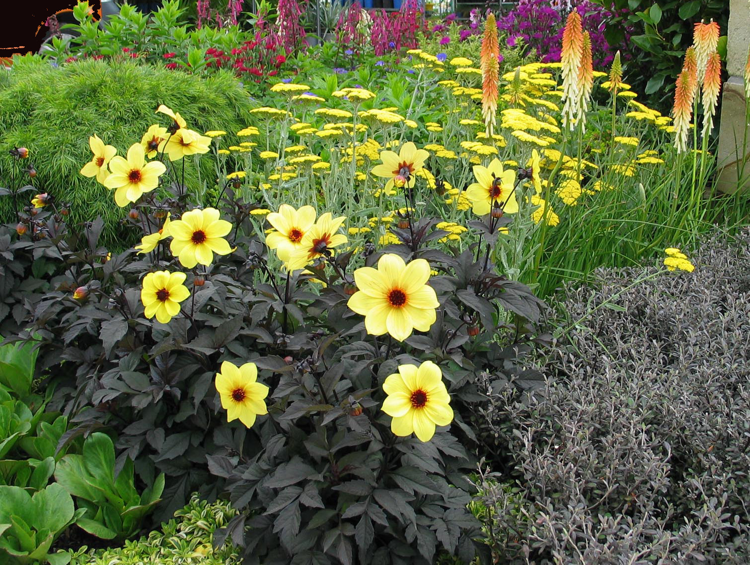 Dahlia Mystic Illusion (1)