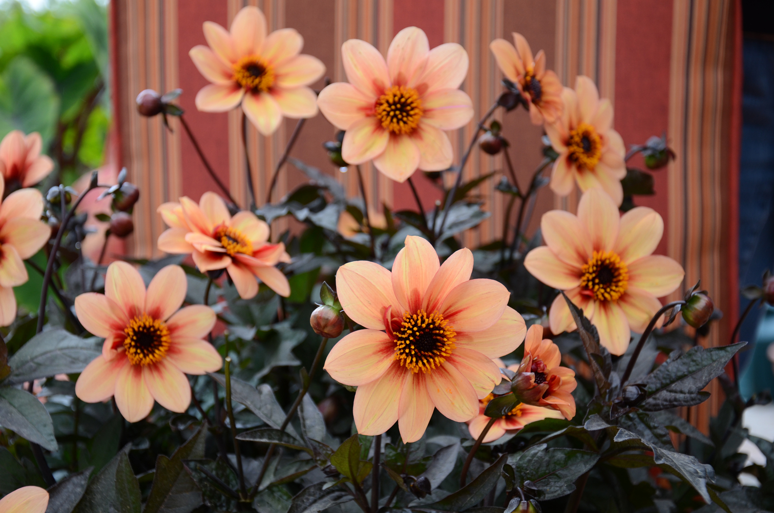 Dahlia-Mystic-Memories-003 (1)