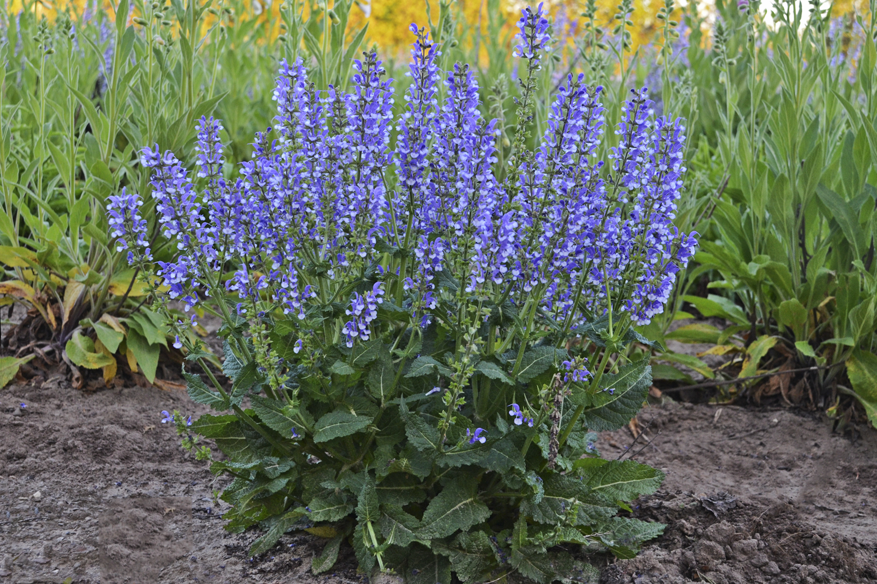 Salvia Azure Snow fp