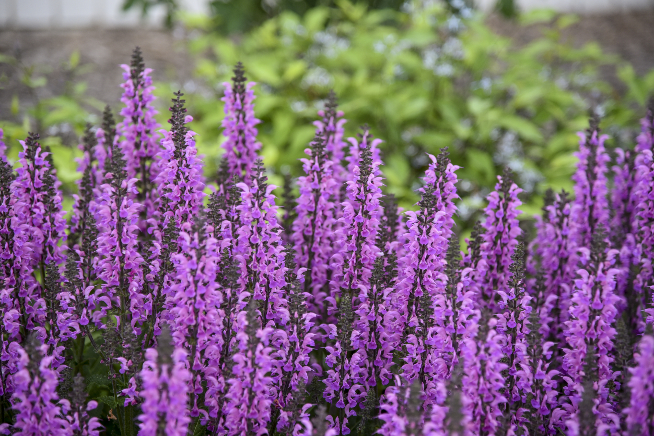Salvia Back to the Fuchsia cu