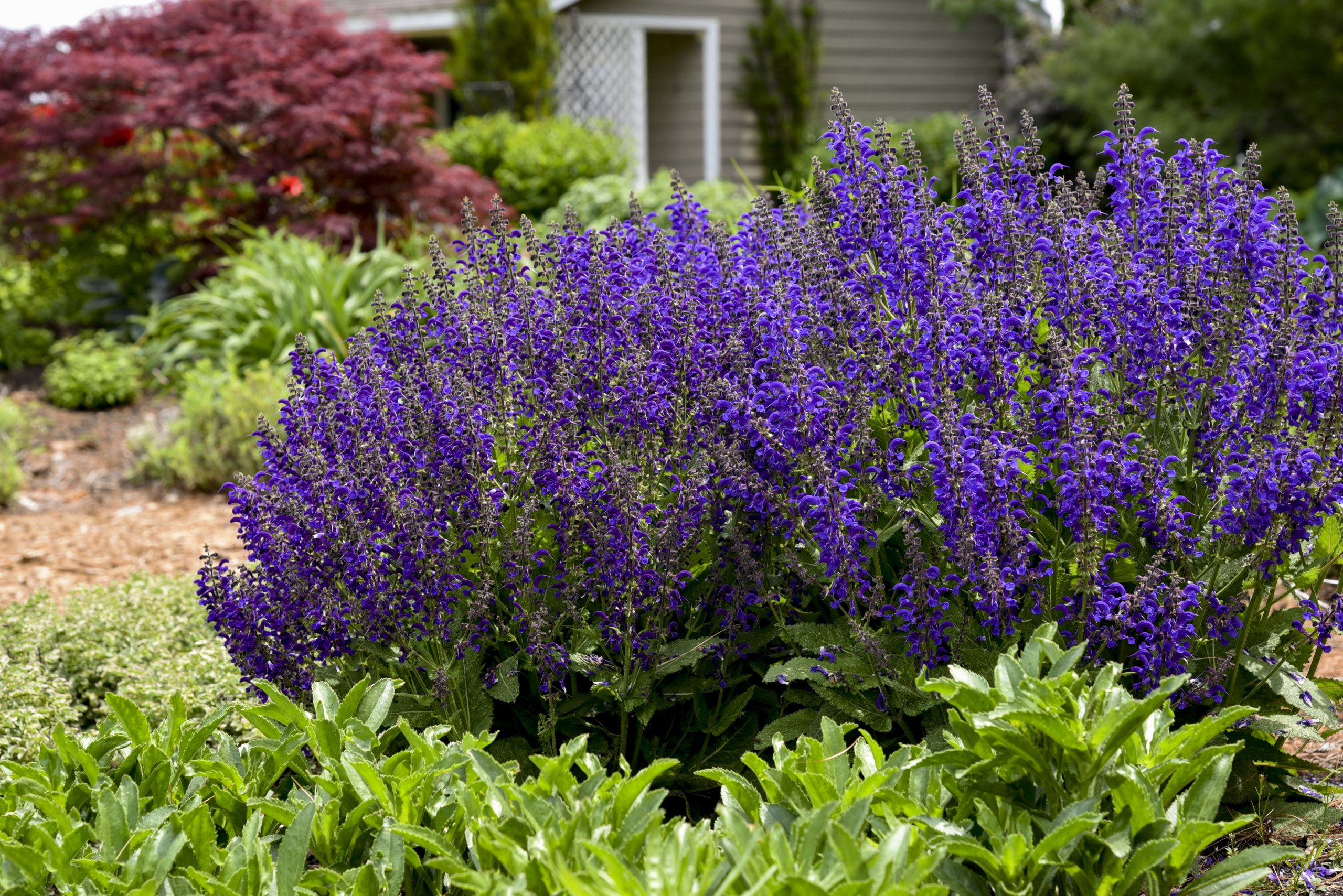 Salvia Evening Attire garden