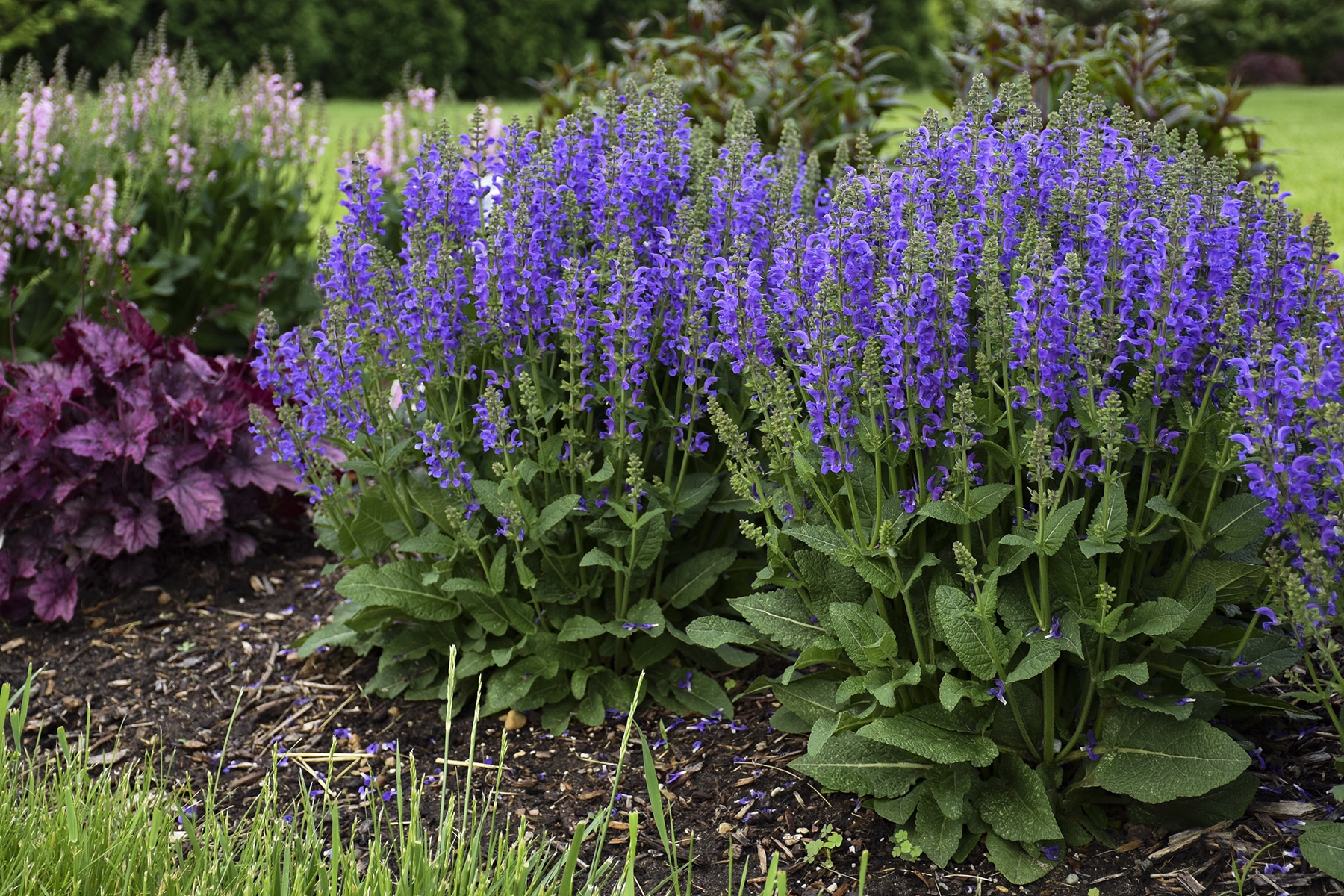 Salvia Midnight Model garden